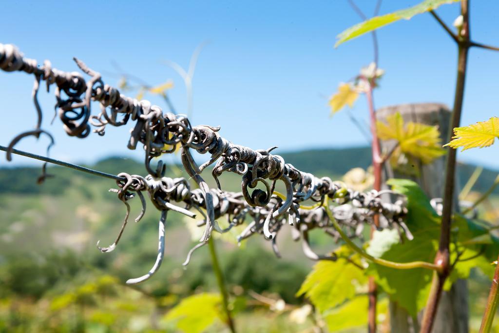 Pension Und Weingut Moselblick Brauneberg Eksteriør bilde